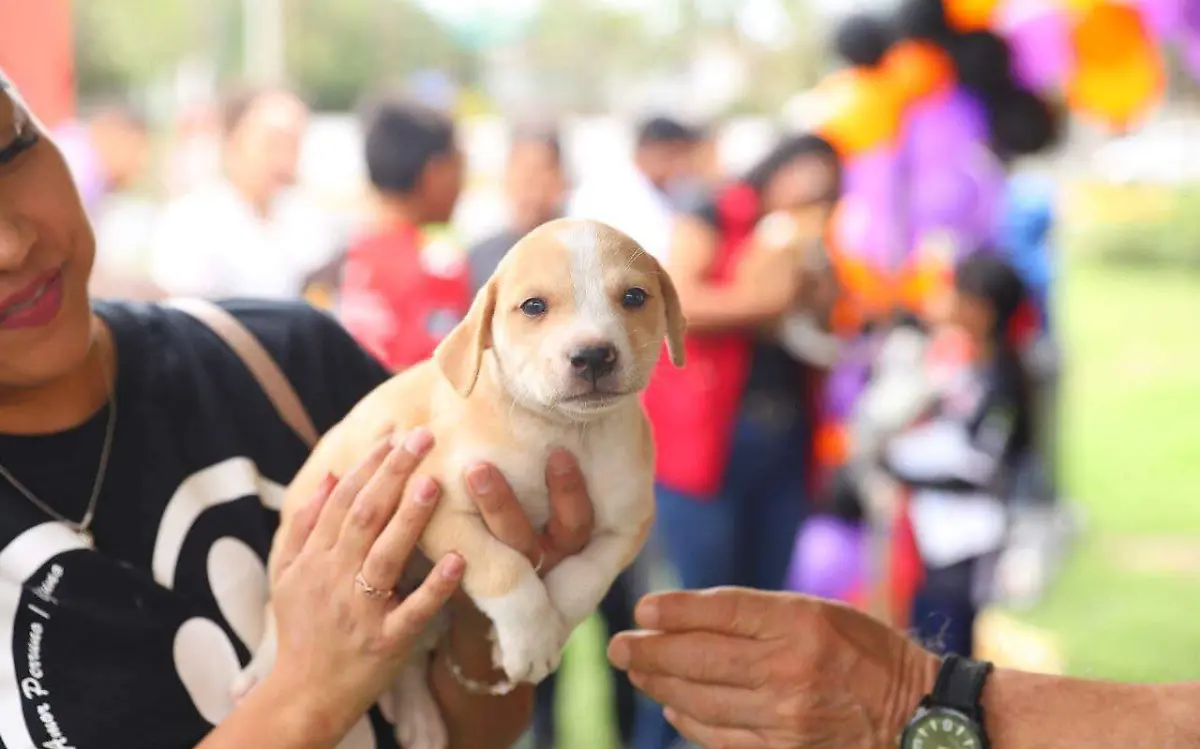 Feria de la adopción de mascotas en Nuevo Laredo 
